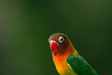Fototapeta na wymiar Lovebird Parrot (Agapornis personatus) animal closeup, animal portrait 