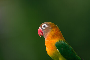 Fototapeta na wymiar Lovebird Parrot (Agapornis personatus) animal closeup, animal portrait 
