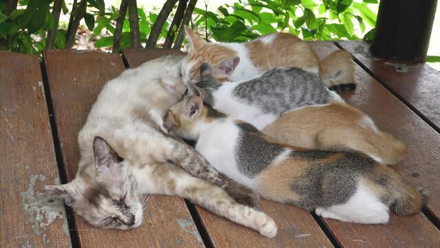 Four hungry newborn kittens suckling milk from their lying mother. Scene of mother cat lying and nursing her hungry kitty on the floor.