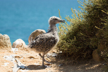 Seagull chicks on the cliff rock