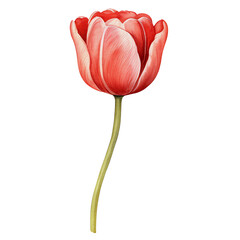 watercolor beautiful pink red tulips, tulips flower basket, AI Generative