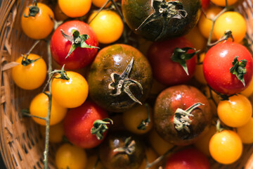Various selection of tomatoes, brown, yellow, red and green. Sorted and arranged for baking.
