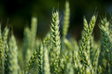 green wheat field