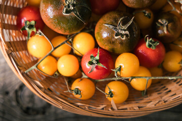 Various selection of tomatoes, brown, yellow, red and green. Sorted and arranged for baking.