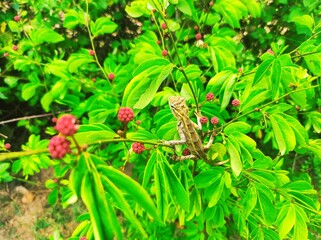 Garden Lizard in Flower 