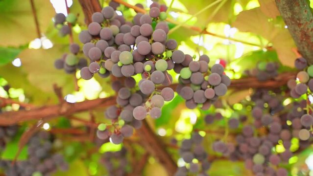 Growing red grapes, bottom view of a vineyard in bright sunny weather in summer