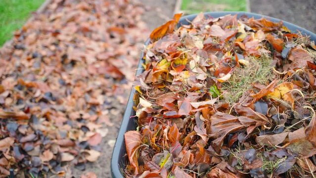 Foliage from the trees on the garden wheelbarrow and in the garden beds. Working in the garden in autumn. Use of fallen leaves in gardening