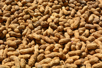 Flat lay of peanuts that are being dried in the sun with their skins on