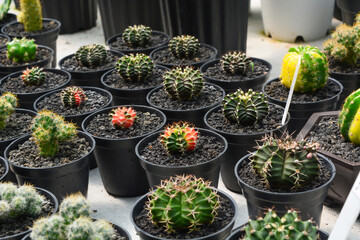 Mini Cactus in the pot, cacti plant store. Mini cactus as a background. Beautiful Colorful...