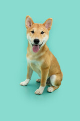 Portrait shiba inu puppy dog sitting with happy expression face. Isolated on blue colored background