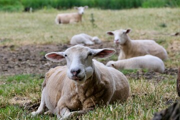 Naklejka na ściany i meble Ein hübsches Schaf, das mit seiner Herde auf der Wiese liegt.