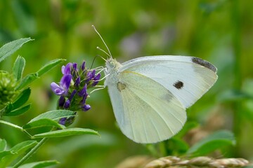 Nahaufnahme eines Kohlweißlings saugt Nektar an einer lila Blüte.