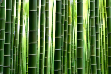 Bamboo forests- Lose yourself in the serenity of bamboo forests, with their tall, slender stalks swaying gently in the breeze

