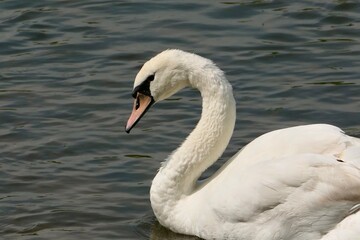 Nahaufnahme eines Schwans auf dem Wasser.