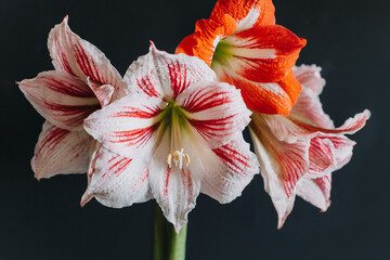 Beautiful white and red Amaryllis flowers on a black background.