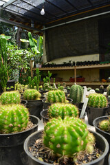 Mini Cactus in the pot, cacti plant store. Mini cactus as a background. Beautiful Colorful Gymnocalycium cactus. Vertical photo, top view.