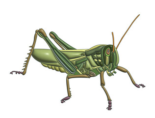 Grasshopper in 3D rendering style. on a transparent background