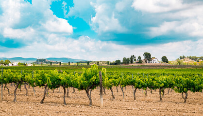 Fototapeta na wymiar Puigmoltó, Catalunya, Spain - June 4, 2023: Vineyards in Penedes wine region
