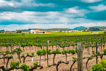 Fototapeta na wymiar Sant Marçal, Catalunya, Spain - June 4, 2023: Vineyards in Penedes wine region