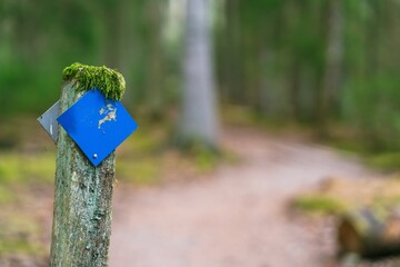 Blue mossy wooden trail sign on path in forest. Tourist and hiker guidance symbol.