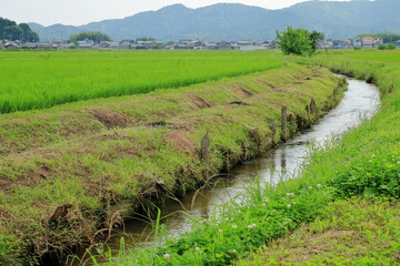 水田の間を流れる緩やかな流れの農業用水