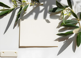 Blank greeting card, invitation mock-up scene with blooming green olive tree leaves, branch isolated on white table background in sunlight. Ligts and shadows. Summer Mediterranean flat lay, top view.