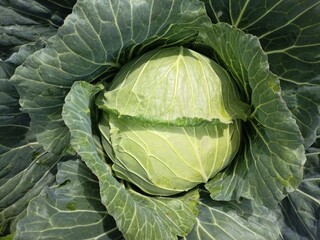 Obraz premium head of cabbage