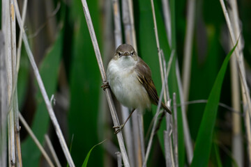 Teichrohrsänger // Common reed warbler (Acrocephalus scirpaceus)