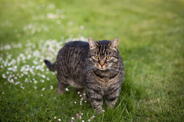 Naklejka na ściany i meble Tabby cat stands in a meadow and looks straight ahead. Portrait of a European shorthair cat watching the action outdoors