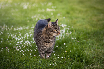 Naklejka na ściany i meble Tabby cat stands in a meadow and looks to the right. Portrait of a European shorthair cat watching the action outdoors