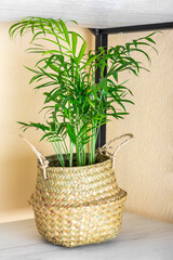 Hamedorea palm in wicker planter on shelf
