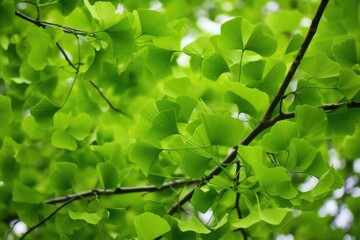 Fototapeta na wymiar Green leaves of a ginkgo biloba tree in the springtime. Generative AI