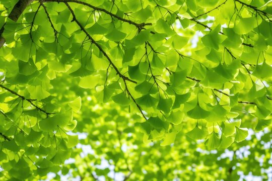 Green leaves of a ginkgo biloba tree in the springtime. Generative AI