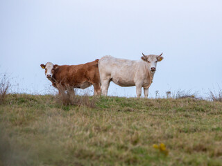 cows on a meadow