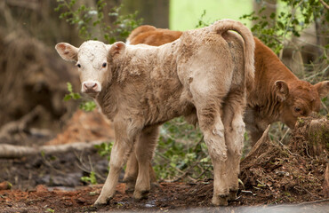 calves in the wood
