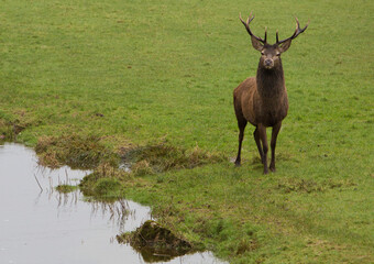 Stag by a river.