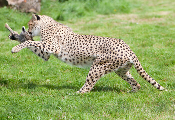 leopard catching prey