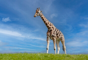 giraffe on the meadow with sky in the background