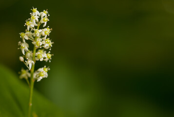 wildflower small white flower, photo with copy space