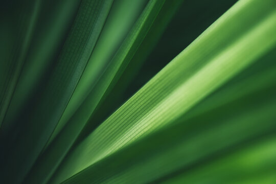 Dark green leaf texture, Natural green leaves using as nature background wallpaper or tropical leaf cover page 