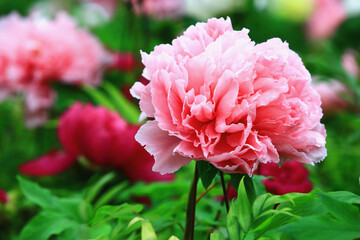 pink Peony flowers blooming in the garden with green leaves