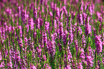 Spiked Loosestrlfe or Purple Lythrum flowers blooming in the garden at sunny day
