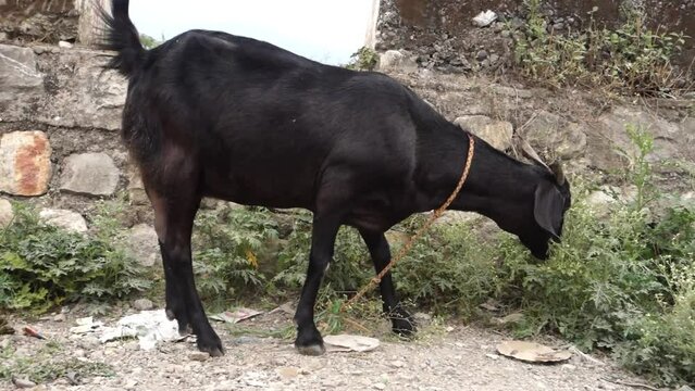 october 14th 2022, Dehradun City, Uttarakhand, India. Indian Colorful goats feeding on roadside grass.