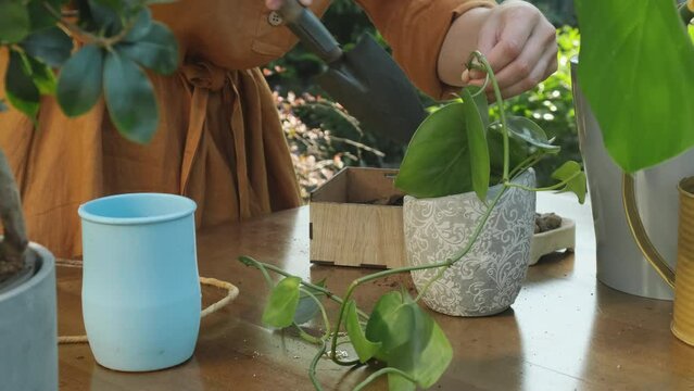 Gardening. Young woman re-potting epipremnum houseplant outdoors.