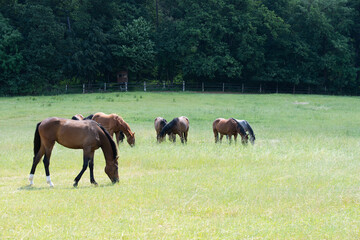 Pferde auf der Weide im Sommer - obrazy, fototapety, plakaty