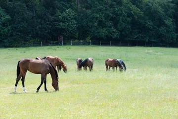 Fotobehang Pferde auf der Weide im Sommer © Sibylle