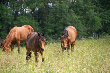 Pferde auf der Weide im Sommer