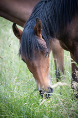 Portrait eines grasenden Jungpferds auf der Weide