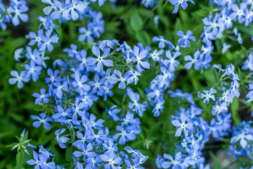 Fabulous Blue Dark Center. Blue phlox flowers. Floral background in the summer garden. Periwinkle flower bud bouquet on a flower bed. Flora petal nature. Aesthetic botany.