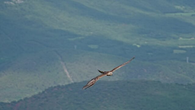 Golden Eagle (Aquila chrysaetos) Foraging and eating meat in the Pyrenees in Catalonia Spain